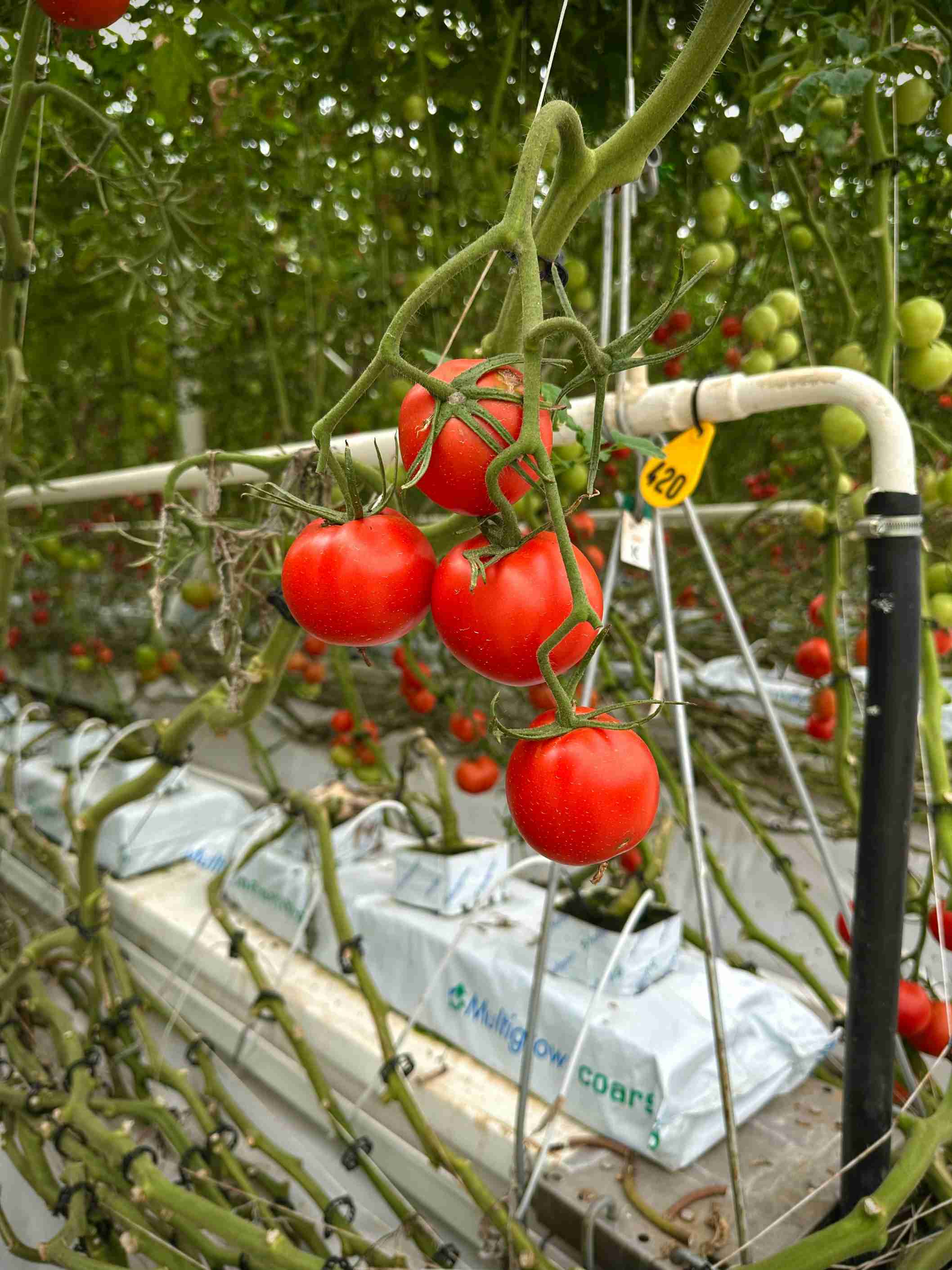 Crop Rotation by Dhanvantri Farms