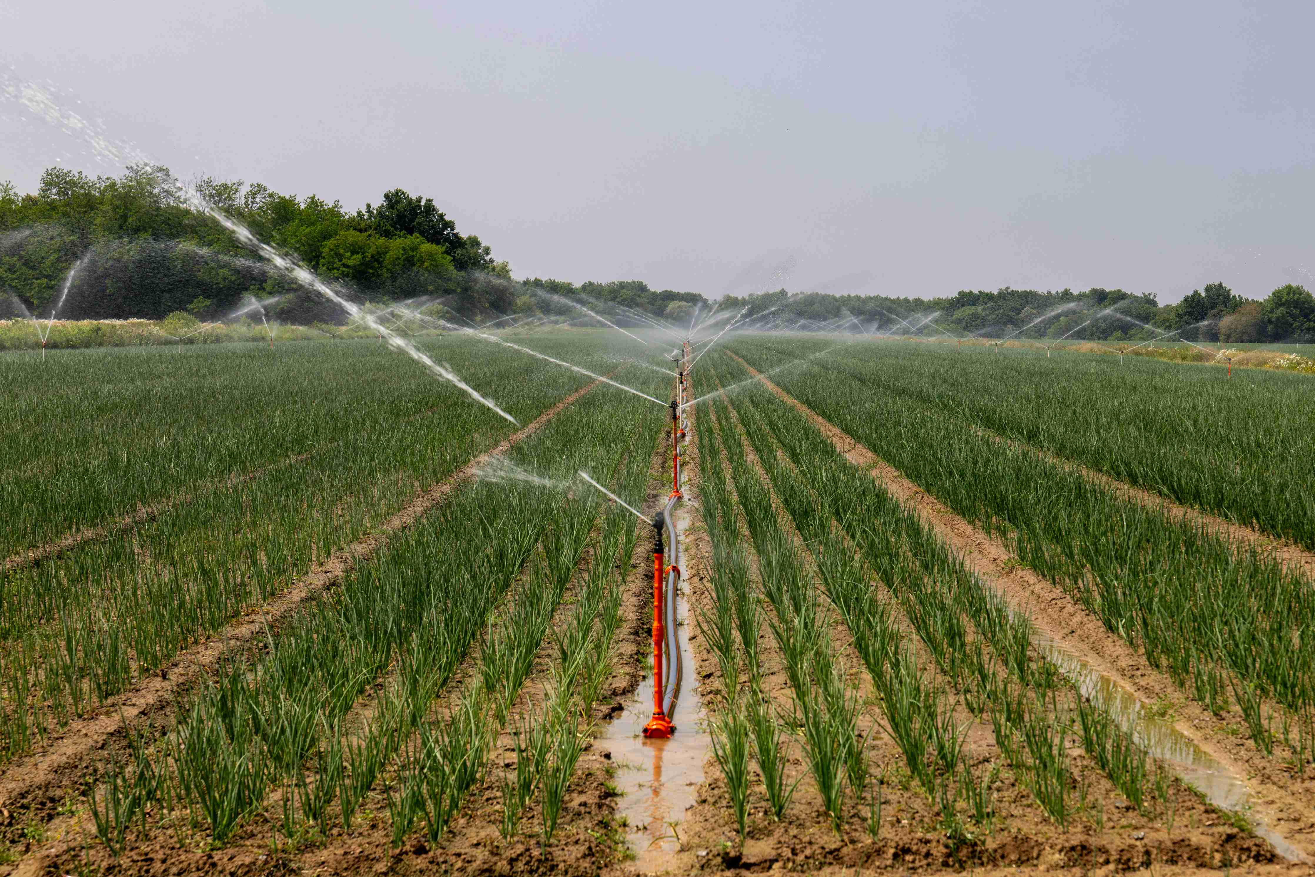 Irrigation Efficiency