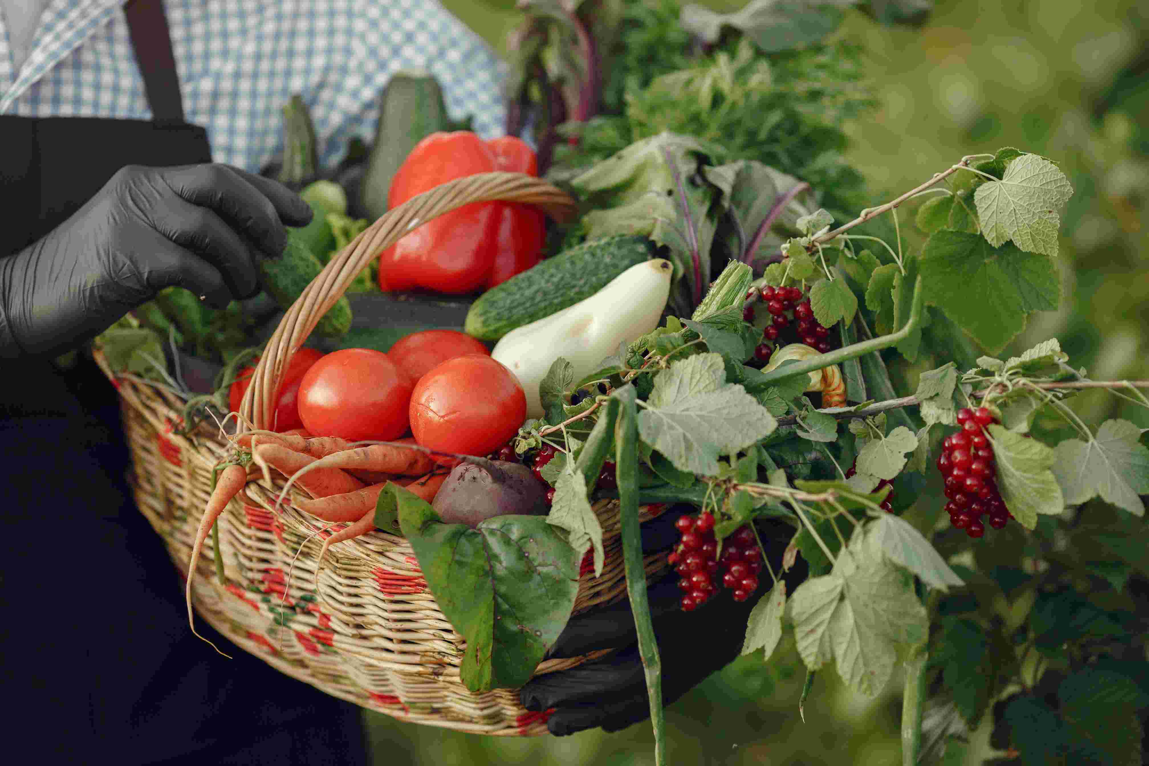 Karnataka Vegetable Farm, Leafy Vegetables, Bangalore, Karnataka